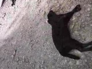 decibelle est tina en pleine sieste