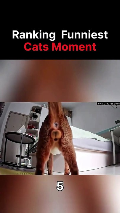 Funniest Cat Moment 😸😸😸