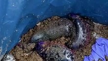 Groźne meduzy na plażach w Hiszpanii: jak reagować na oparzenie