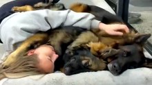 Funny German Shepherd #fun#cuye#German Shepherd life #funny#🤣🤣🤣🤣