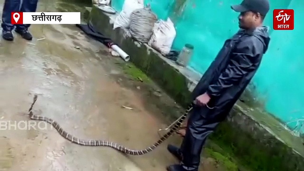 किंग कोबरा की कोरबा में बढ़ी आबादी, अबतक के सबसे छोटे सपोले का हुआ रेस्क्यू ऑपरेशन