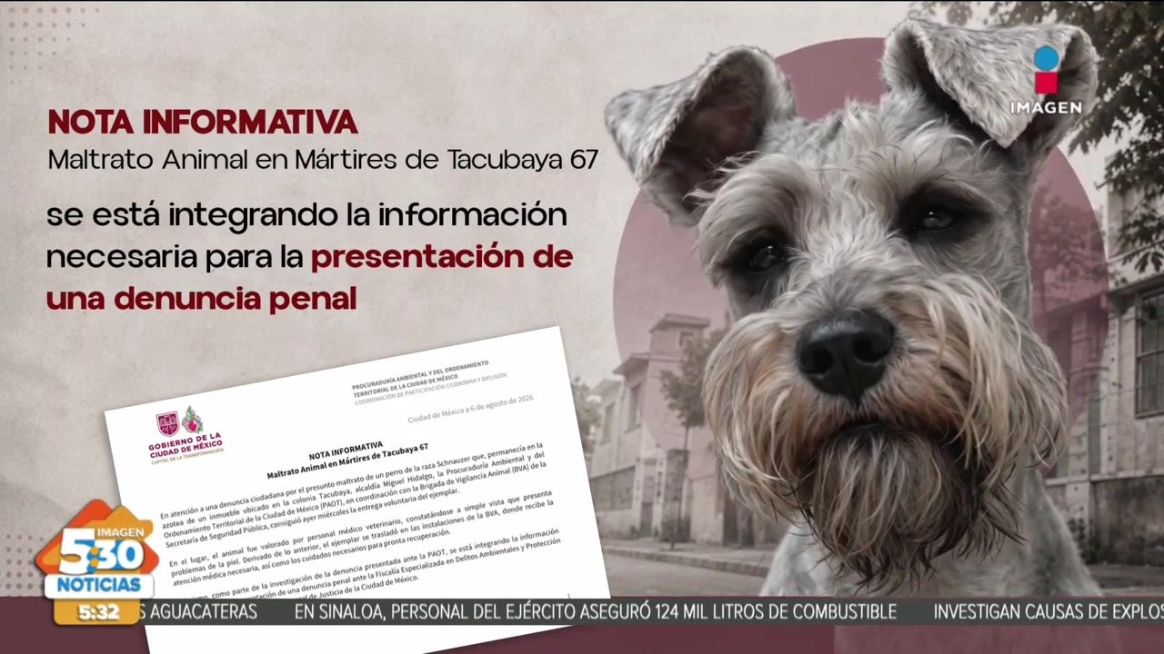 Rescatan a perrito abandonado en azotea de la alcaldía Miguel Hidalgo
