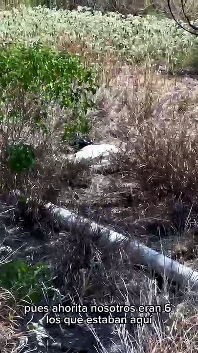 🐾🚨 Vecinos de los fraccionamientos Agrícola Los Olivos y Cerrada Los Olivos, al norte de Ciudad Victoria