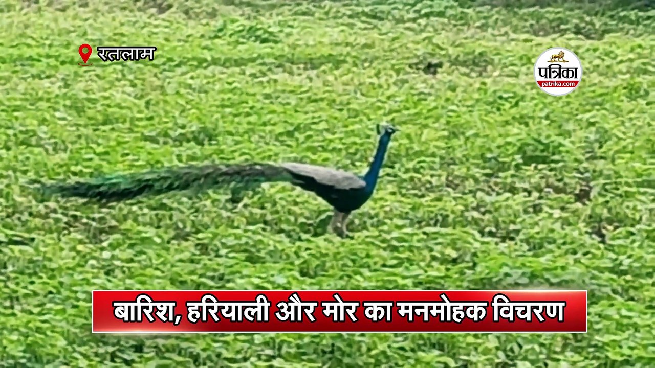 बारिश, हरियाली और मोर का मनमोहक विचरण