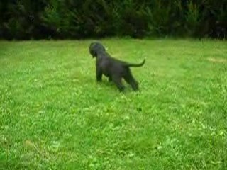 Adshanta boys 5 weeks E litter