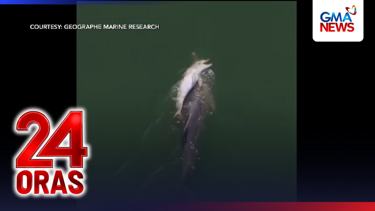 Dolphin na tila akay-akay ang namatay na anak, viral | 24 Oras