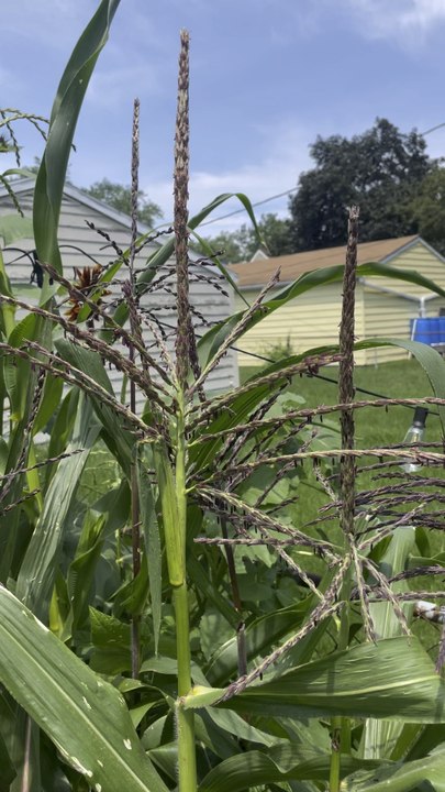 Corn