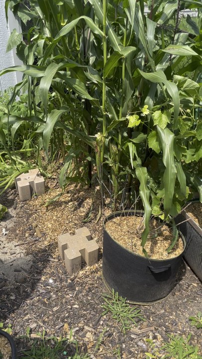 Corn garden