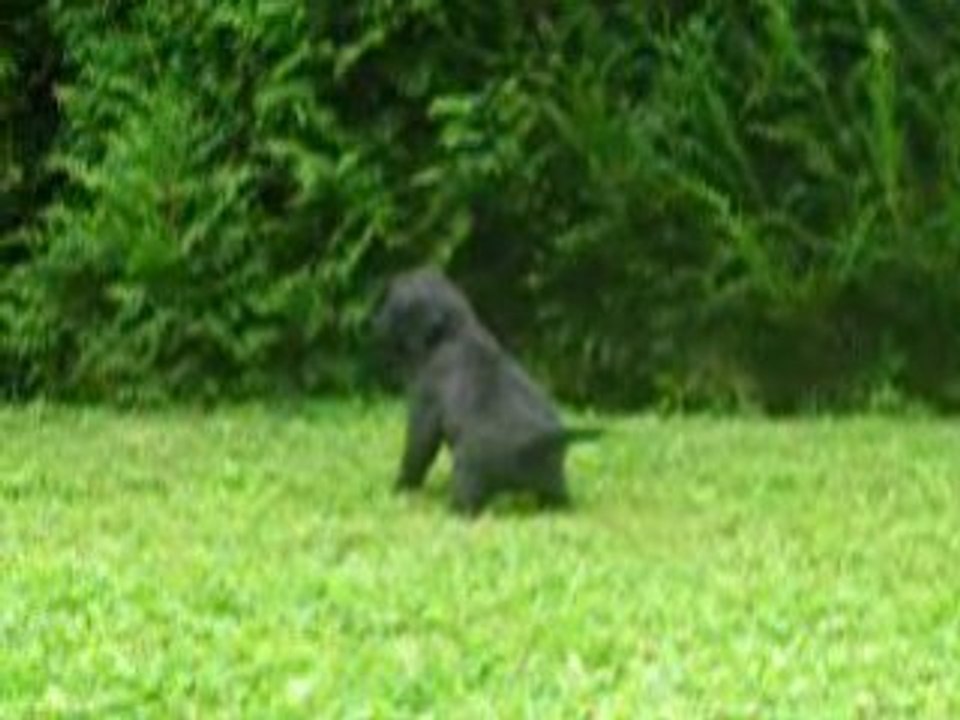 Adshanta Escada Elite 5 weeks