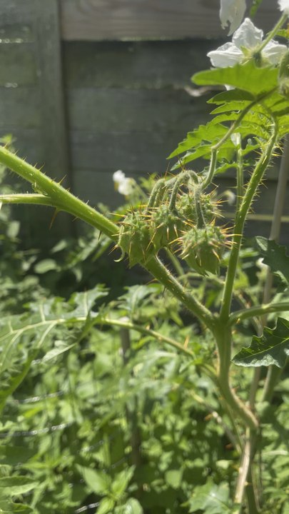Flower poking