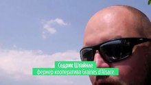 На фоне засухи фермеры Эльзаса ставят на бобовые. Их любят сторонники ЗОЖ