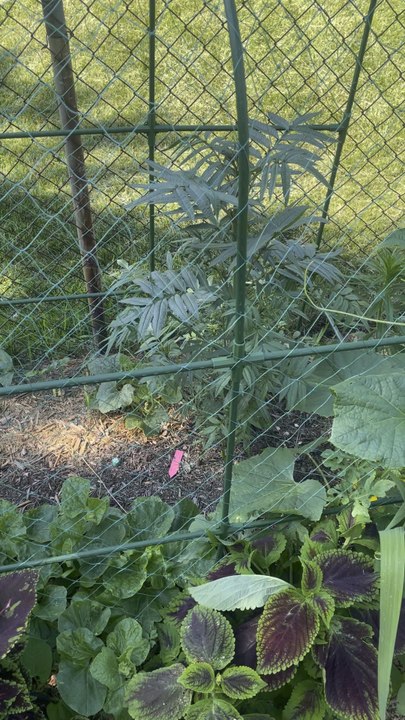 Corn melon