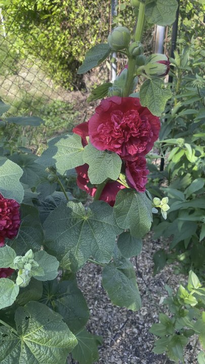 Redflower