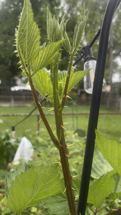 Grapesharpes