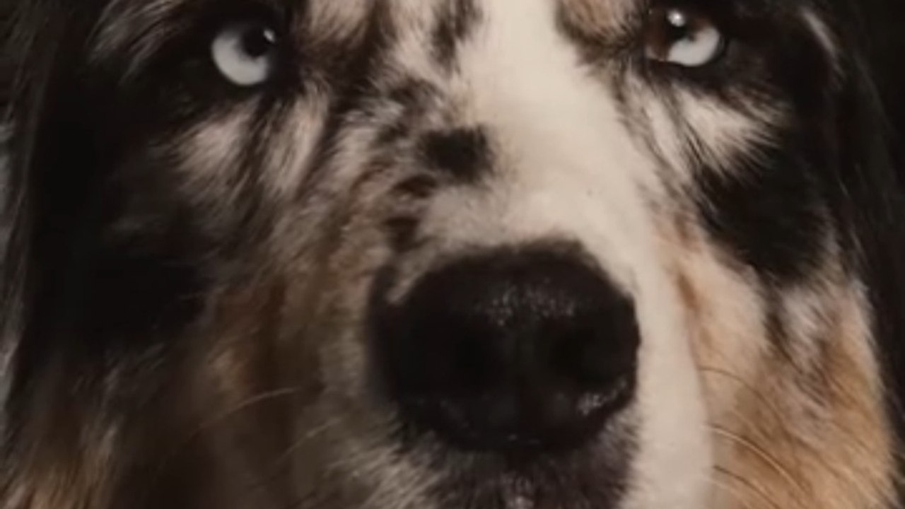 🐶 La vraie méthode pour calculer l'âge humain de son chien
