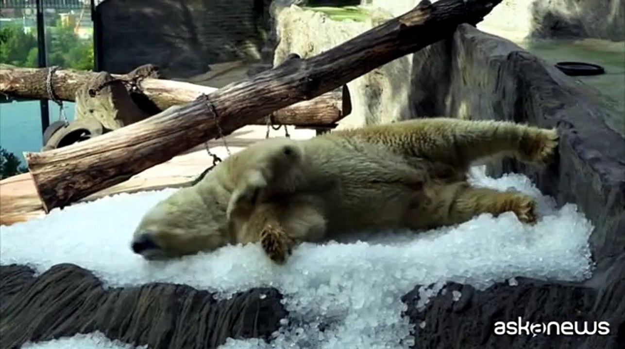 Caldo allo zoo di Praga: tre tonnellate di ghiaccio e gelati al salmone per gli orsi polari