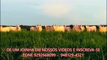 FAZENDA COM 1017 ALQUEIRÃO A VENDA CMC