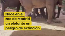 Nace una cría de elefante de Sumatra en el Zoo Aquarium de Madrid