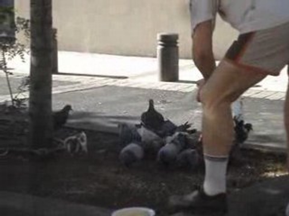 Le pigeon pigeonné !
