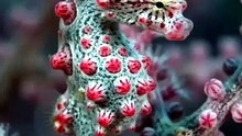 Pygmy Sea Horse