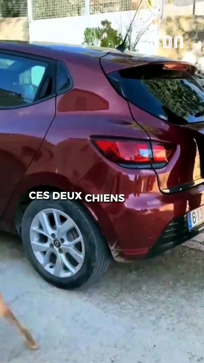 Adoptés par la même famille, ce chien et son frère se retrouvent enfin