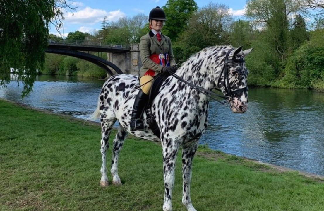 A blind horse is aiming for dressage glory after learning braille
