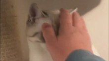 The Cat Turns Playtime Into the SWEETEST Little Battle