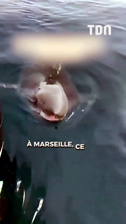 Un requin blanc aperçu à Marseille