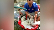 Funniest Animal Videos  😂 Funniest Animals On The Internet Right Now