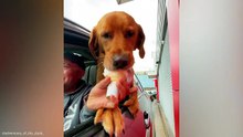 Funniest Animal Videos 😂 The Funniest Animals on the Internet Today