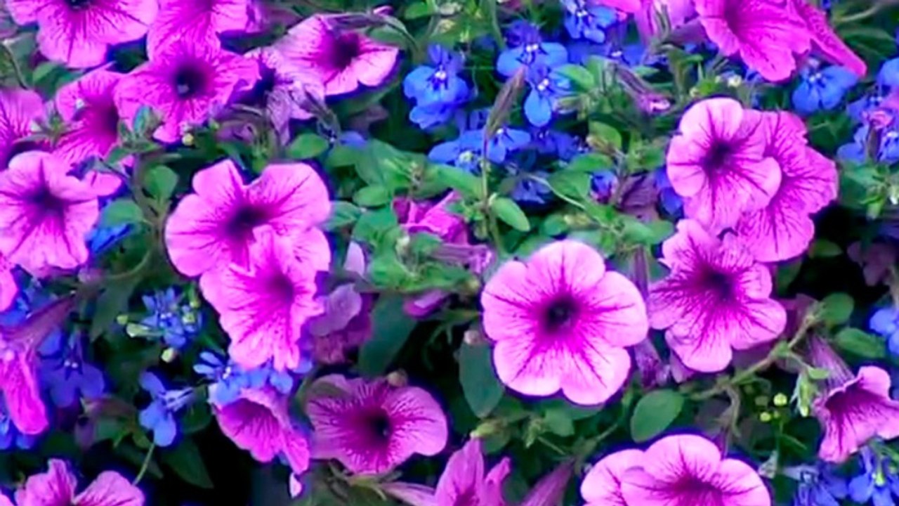 BD-El secreto para que sus plantas colgantes no dejen de florecer