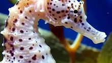 Sea Horse