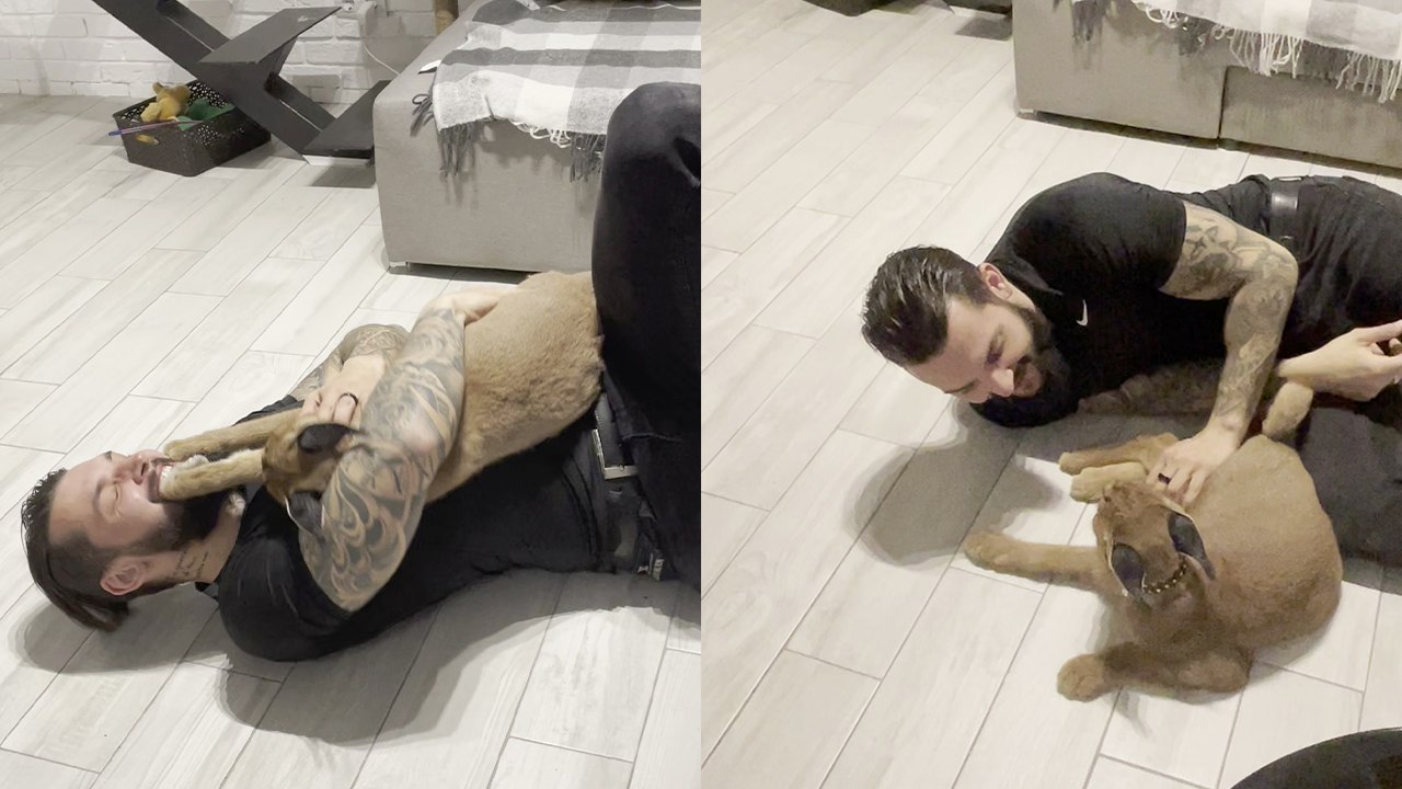 Heartwarming Moment: Wild Cat Pounces on Owner During Playtime
