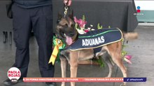 Despiden a perros detectores de la ANAM tras 7 años de servicio | De Pisa y Corre con Paola Rojas