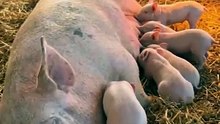 She lost her mum at one day old — so this pig adopted him 🥹