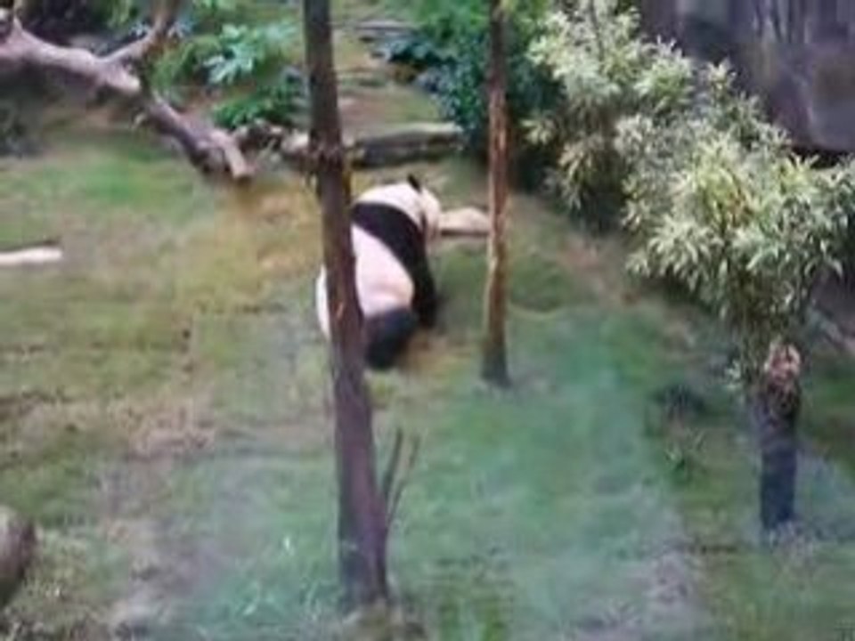 panda^^ Ocean Park