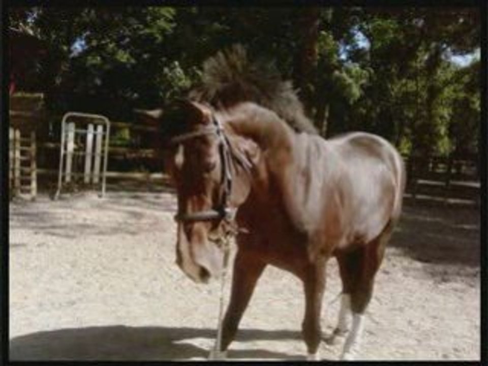 Chevaux de coeur