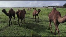 Australia, dal latte alla birra: la seconda vita dei cammelli