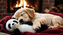 Musica per il Sonno Profondo dei Cani | Contro l’Ansia da Separazione Si Addormentano 3 Min