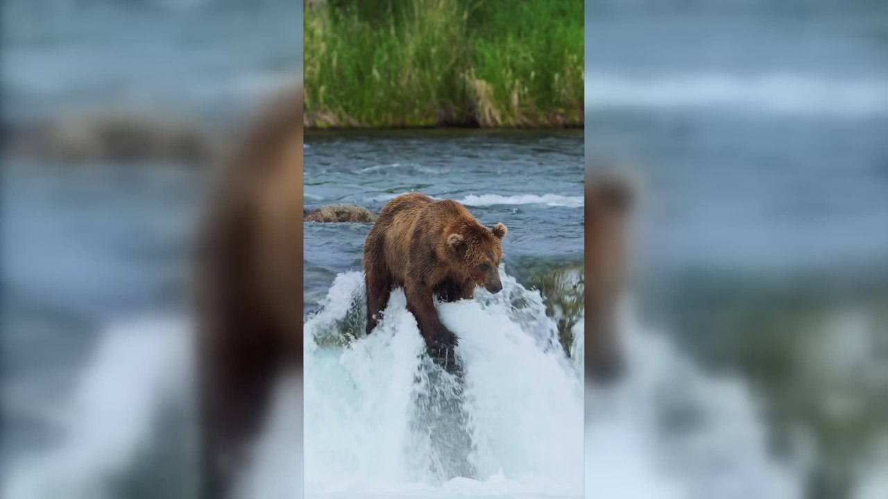 Brown Coastal Bears Catching Fish on Brook Falls