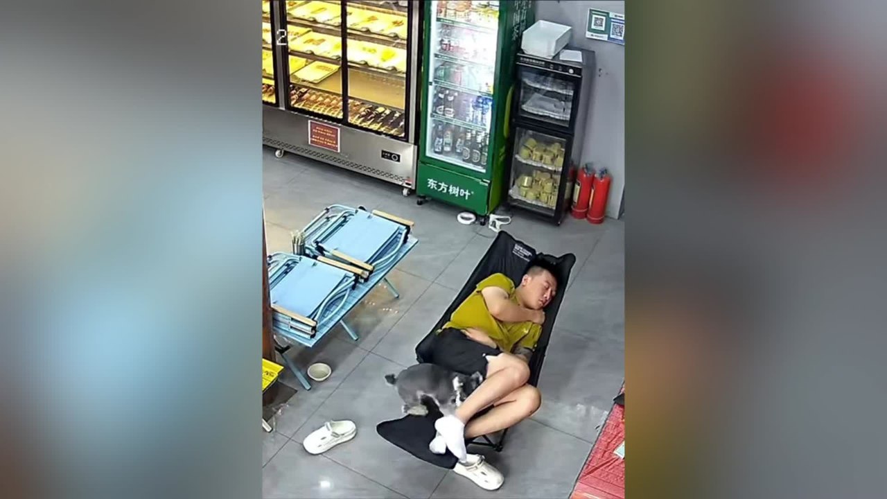 Schnauzer Refuses to Let Owner Enjoy Afternoon Nap