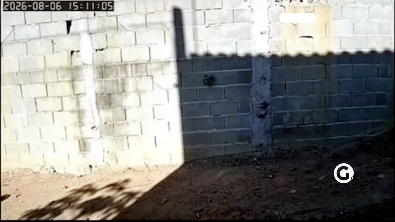 Onça-parda é flagrada em Anchieta