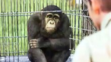 Chimp Recognizes Friend After 40 Years