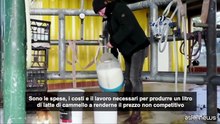 Australia, dal latte alla birra: la seconda vita dei cammelli