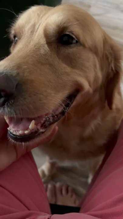 Roma love ethernal my golden retriever