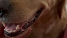 Roma love ethernal my golden retriever