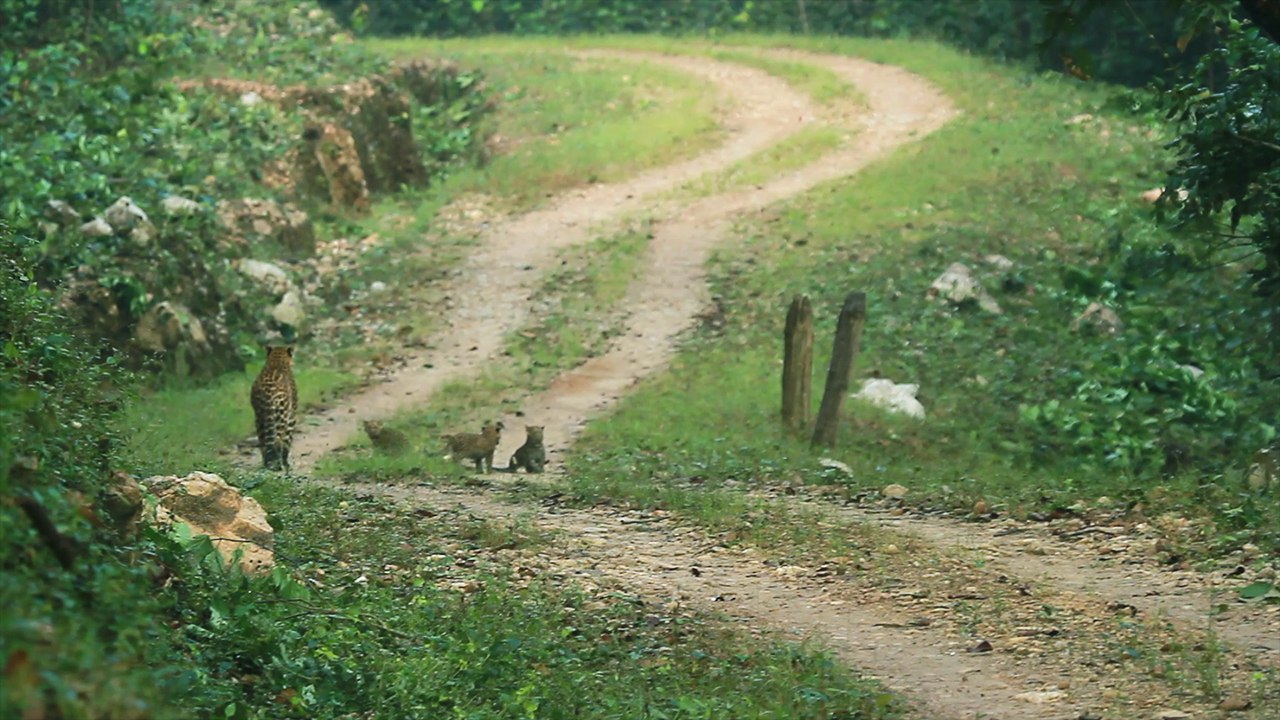 Shocking Moment: Leopard and Her Three Cubs Emerge in Kanha National Park