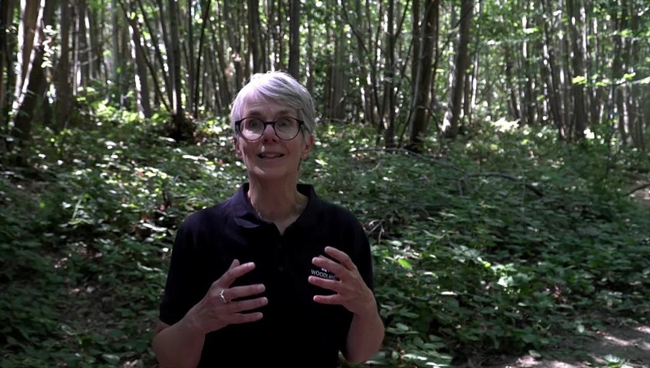 Woodland campaigners continue fight against Maidstone quarry expansion