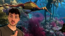 On dirait un hippocampe... mais non ! #hippocampe #dragon #ocean #animaux #nature