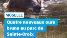 Quatre nouveaux ours bruns au parc de Sainte-Croix